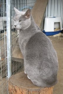 Stunning Russian Blue Tom Tyana Czar Pasha, aka Austin Powers
